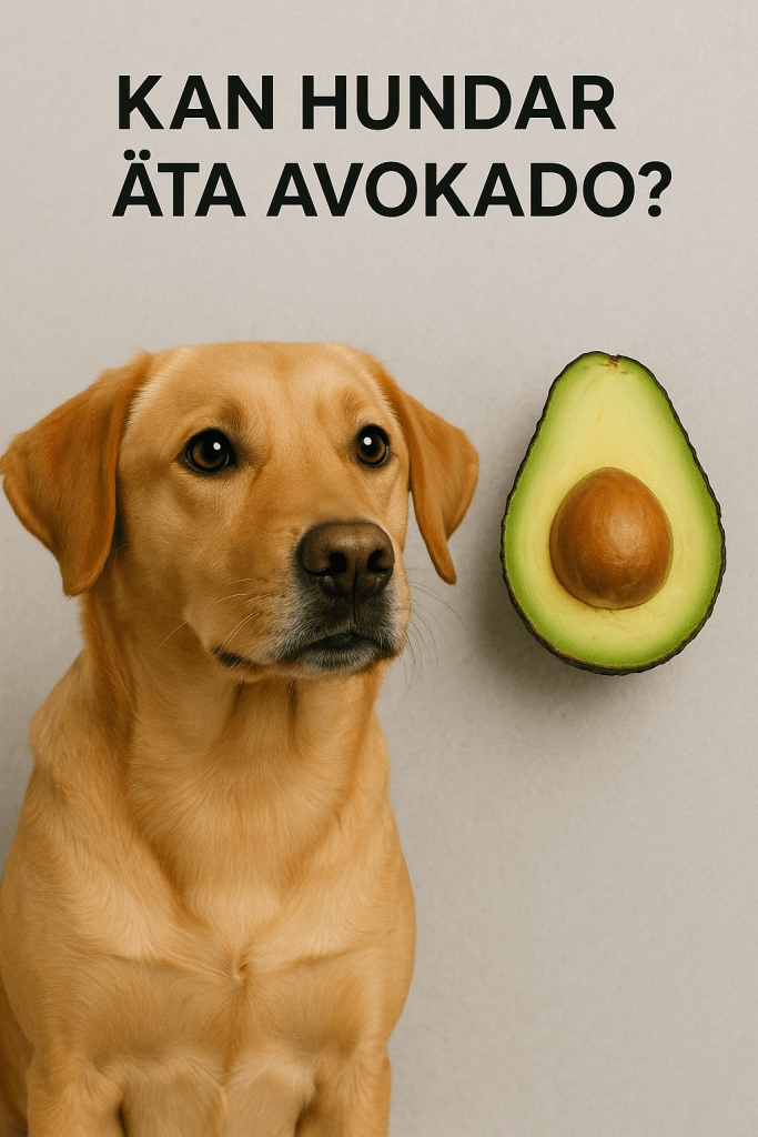 Kan hundar äta avokado?